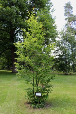 Magnolia x kewensis 'Wada' s Memory' - magnólie, šácholan - celek